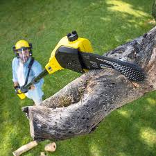 Best Tree Maintenance Programs  in Auburn, MI