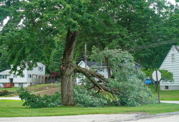 Best Arborist Consultation Services  in Auburn, MI