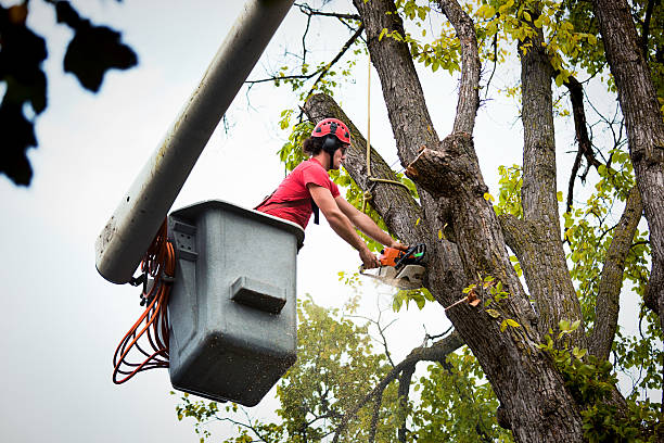 Best Utility Line Clearance  in Auburn, MI