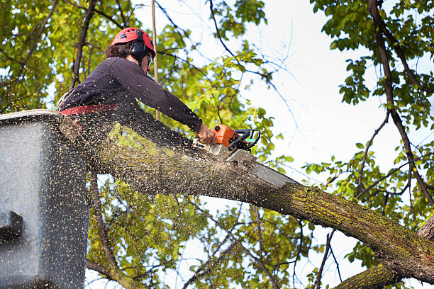 Best Palm Tree Trimming  in Auburn, MI