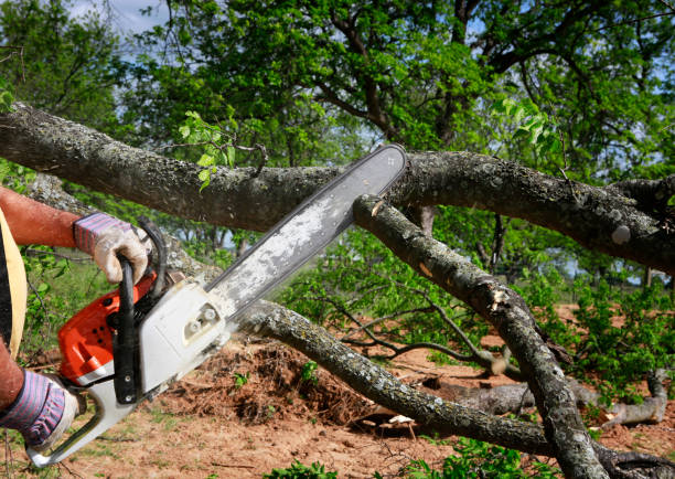 Why Choose Our Tree Removal Services in Auburn, MI?